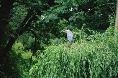 High angle view of gray heron perching on tree in forest