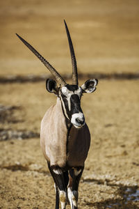 Close-up of deer