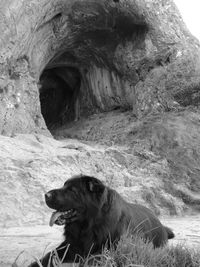 Dog relaxing on rock