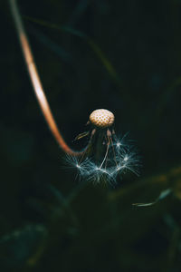 Close-up of dandelion floor against black background