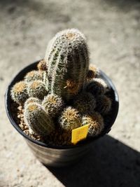 Close-up of succulent plant