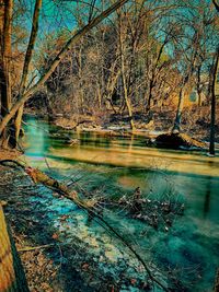 Scenic view of lake in forest
