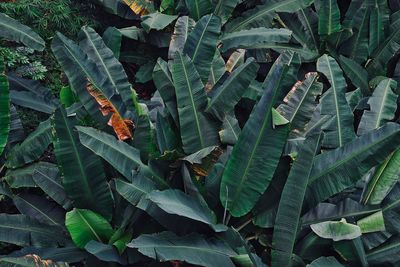 Full frame shot of fresh green plants
