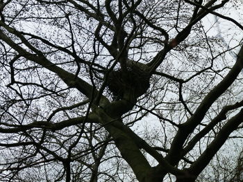 Low angle view of bare tree against sky