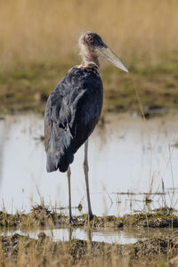 A marabou stork in erindi, a park in the erongo region of namibia