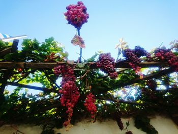 Low angle view of flowering plant against sky