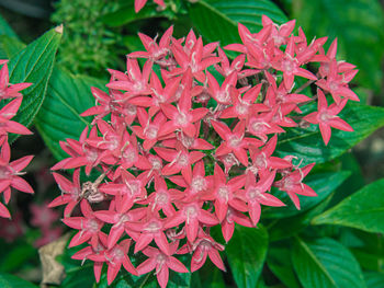 Close-up of red flowering plant