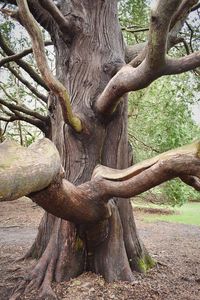 Tree trunk on field