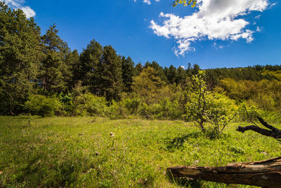 Scenic view of forest against sky