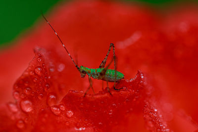 Close-up of insect on red flower
