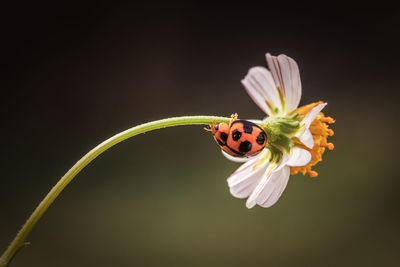 Close-up of ladybug on flower