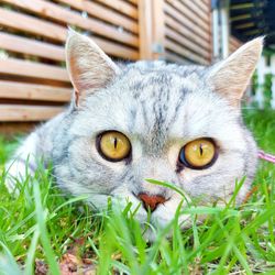 Close-up portrait of cat