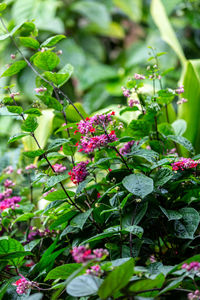 Close-up of pink flowering plant