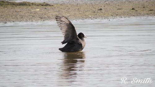 Duck on lake