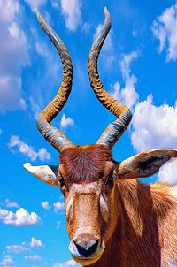 Low angle portrait of cow against sky