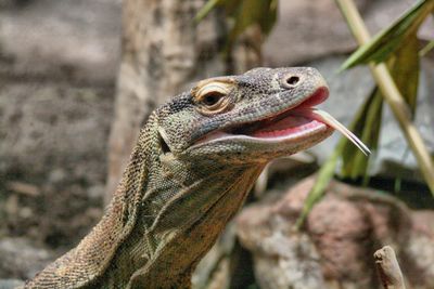 Close-up portrait of lizard