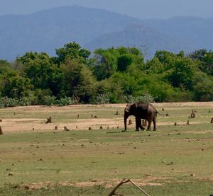 Horses grazing on field against mountains