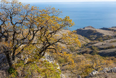 Scenic view of tree by mountain against sky
