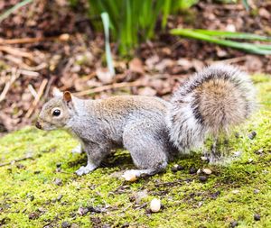 Close-up of squirrel on grassy field