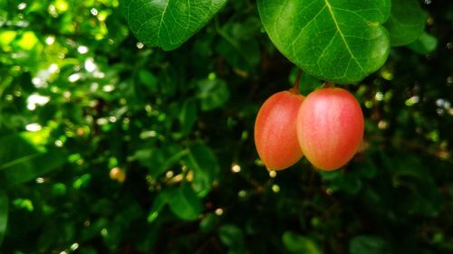 Close-up of red berries growing on plant