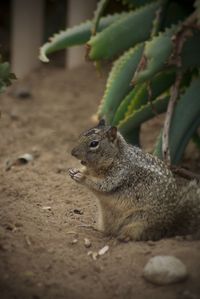 Close-up of squirrel eating outdoors