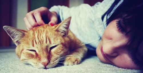 Cat sleeping on bed