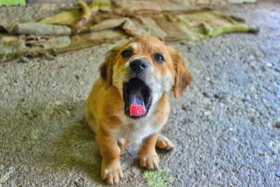 High angle portrait of dog sticking out tongue outdoors