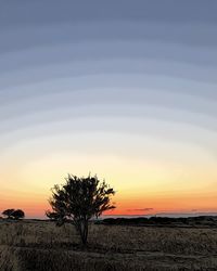 Silhouette tree on field against sky during sunset