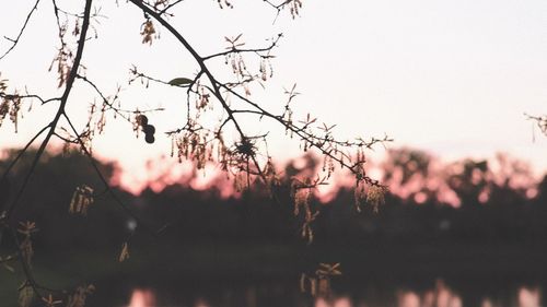 Close-up of silhouette plants against sky during sunset