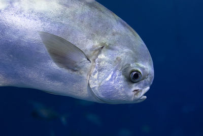 Close-up of fish swimming in aquarium