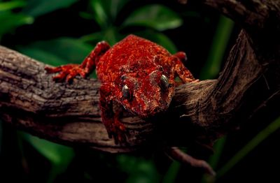 Close-up of lizard on tree trunk