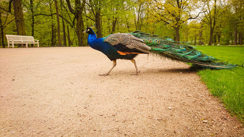 Peacock walking in a field 