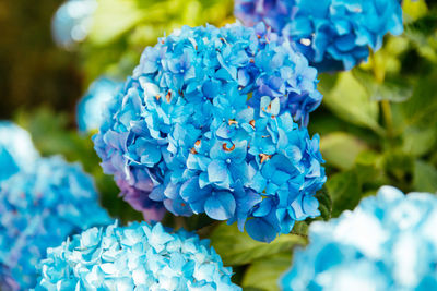 Close-up of blue hydrangea flowers in park