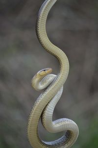 Close-up of snake