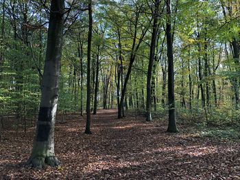 Trees on field in forest