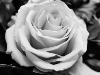 Close-up of rose blooming outdoors