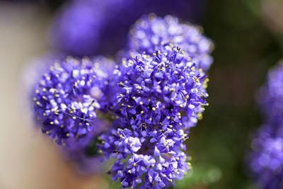 Close-up of purple flowering plant