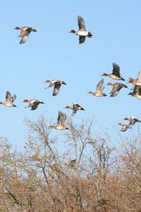 Low angle view of birds flying against clear sky