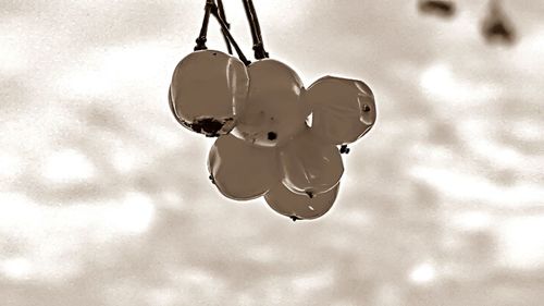 Close-up of hanging outdoors