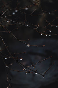 Close-up of dry leaves on twig