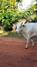 Cow standing in a field