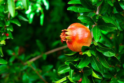 Close-up of strawberry on plant