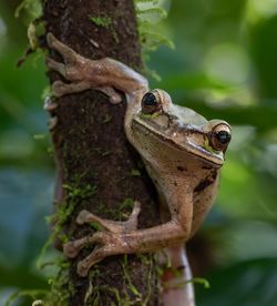 Close-up of frog on tree trunk