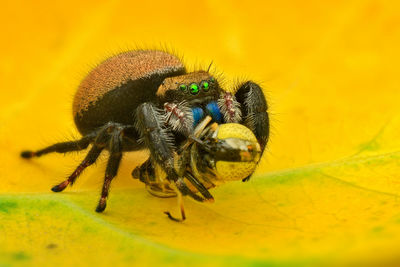 Close-up of insect