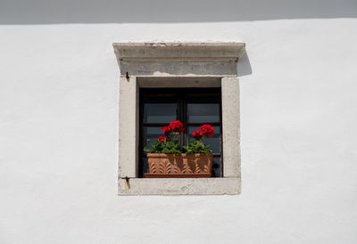 Close-up of potted plants against window of building