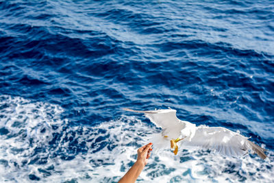 Cropped hand of woman feeding seagull against sea