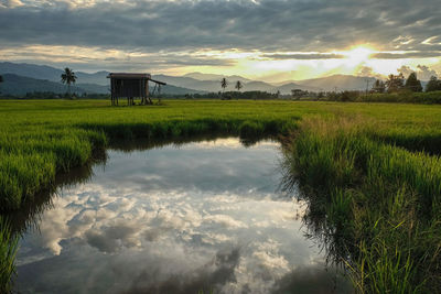 Scenic view of rice paddy against cloudy sky during sunset