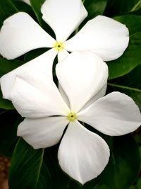 Close-up of white flowering plant