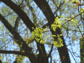 Low angle view of tree branch