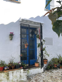 Potted plants outside building